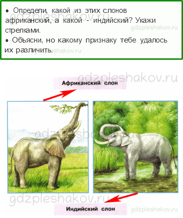 Рабочая тетрадь – Часть 2 (стр. 12) – Где живут слоны? – 1 - 0