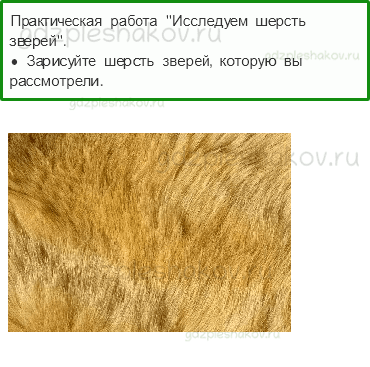 Рабочая тетрадь – Часть 1 (стр. 27) – Кто такие звери? – 1 - 0