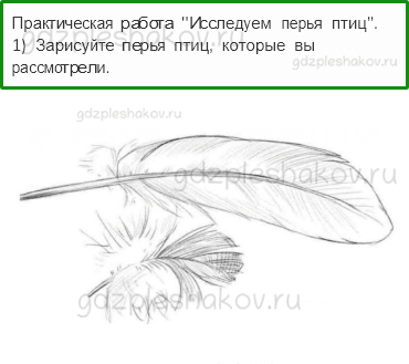 Рабочая тетрадь – Часть 1 (стр. 25) – Кто такие птицы? – 1 - 0