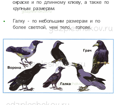 Рабочая тетрадь – Часть 1 (стр. 25) – Кто такие птицы? – 2 - 2