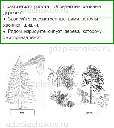 Рабочая тетрадь – Часть 1 (стр. 20) – Что такое хвоинки? – 2 - 0