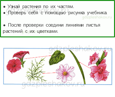 Рабочая тетрадь – Часть 1 (стр. 15) – Что растет на клумбе? – 2 - 0