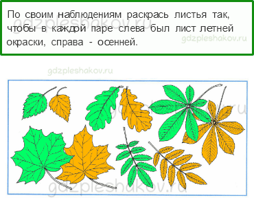 Рабочая тетрадь – Часть 1 (стр. 17) – Что это за листья? – 2 - 0