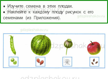 Рабочая тетрадь – Часть 1 (стр. 14) – Что общего у разных растений? – 3 - 0