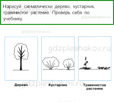 Рабочая тетрадь – Часть 1 (стр. 39) – Какие бывают растения – 1 - 0