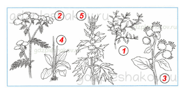 Рабочая тетрадь – Часть 1 (стр. 40) – Какие бывают растения – 5 - 1