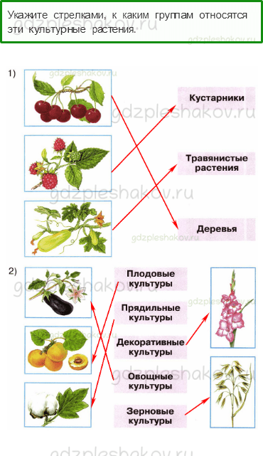 Рабочая тетрадь – Часть 1 (стр. 48) – Дикорастущие и культурные растения – 2 - 0