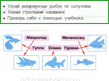 Рабочая тетрадь – Часть 1 (стр. 55) – Животные живого уголка – 1 - 0