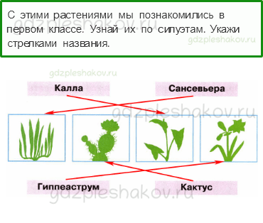 Рабочая тетрадь – Часть 1 (стр. 53) – Комнатные растения – 1 - 0