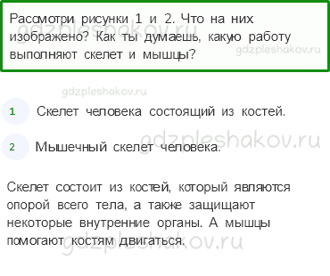 Учебник. Часть 1 – Опора тела и движение (стр. 134) – Вопросы после параграфа – 1 - 0