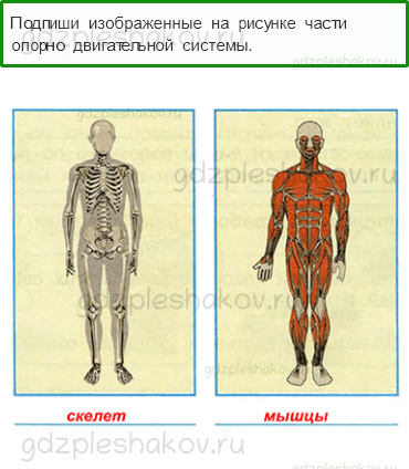 Опора тела полипы