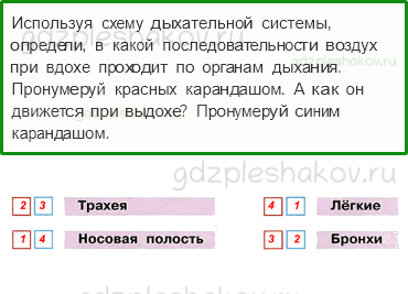 Рабочая тетрадь. Часть 1 – Мы и наше здоровье (стр. 82) – Дыхание и кровообращение – 2 - 0