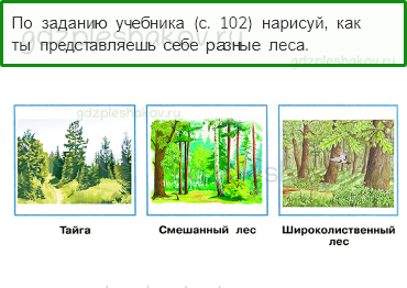 Рабочая тетрадь. Часть 1 – Природа России (стр. 49) – Леса России – 6 - 0