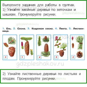 Рабочая тетрадь. Часть 1 – Природа России (стр. 47) – Леса России – 2 - 0