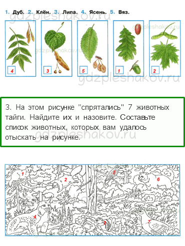 Рабочая тетрадь. Часть 1 – Природа России (стр. 47) – Леса России – 2 - 1