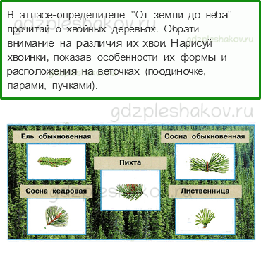 Рабочая тетрадь. Часть 1 – Природа России (стр. 48) – Леса России – 3 - 0