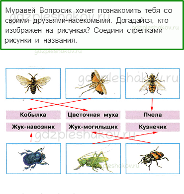 Рабочая тетрадь. Часть 1 – Родной край – часть большой страны (стр. 79) – Жизнь луга – 4 - 0