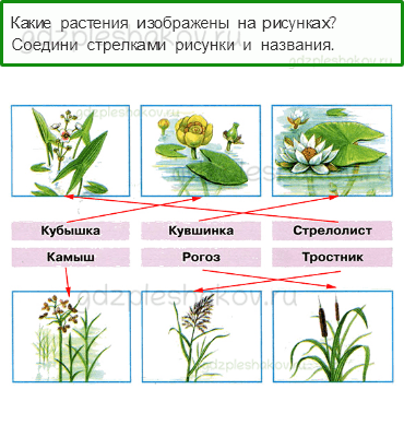 Рабочая тетрадь. Часть 1 – Родной край – часть большой страны (стр. 82) – Жизнь в пресных водах – 2 - 0