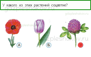 Тесты – Что и кто? (стр. 8) – Что общего у разных растений? – 18 - 0