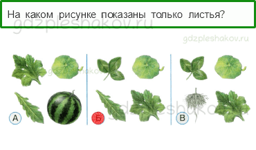 Тесты – Что и кто? (стр. 8) – Что общего у разных растений? – 16 - 0
