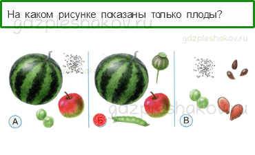 Тесты – Что и кто? (стр. 8) – Что общего у разных растений? – 17 - 0