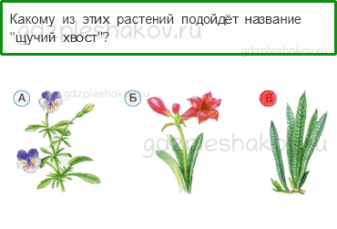 Тесты – Что и кто? (стр. 9) – Что растёт на подоконнике? – 21 - 0