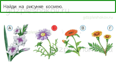 Тесты – Что и кто? (стр. 10) – Что растёт на клумбе? – 24 - 0
