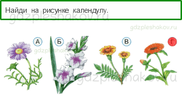 Тесты – Что и кто? (стр. 10) – Что растёт на клумбе? – 22 - 0