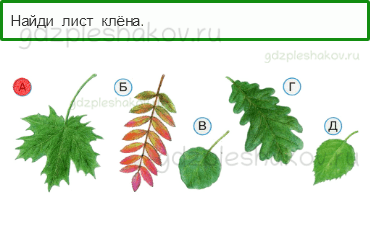 Тесты – Что и кто? (стр. 11) – Что это за листья? – 26 - 0