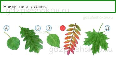 Тесты – Что и кто? (стр. 11) – Что это за листья? – 25 - 0