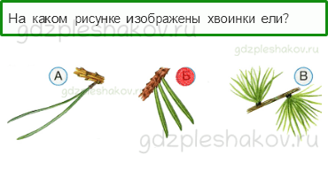 Тесты – Что и кто? (стр. 12) – Что такое хвоинки? – 30 - 0