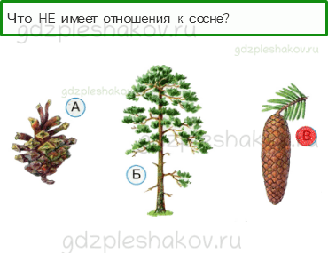 Тесты – Что и кто? (стр. 12) – Что такое хвоинки? – 29 - 0
