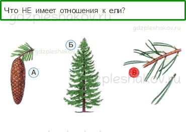Тесты – Что и кто? (стр. 12) – Что такое хвоинки? – 28 - 0