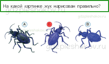 Тесты – Что и кто? (стр. 13) – Кто такие насекомые? – 33 - 0