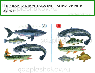 Тесты – Что и кто? (стр. 14) – Кто такие рыбы? – 36 - 0