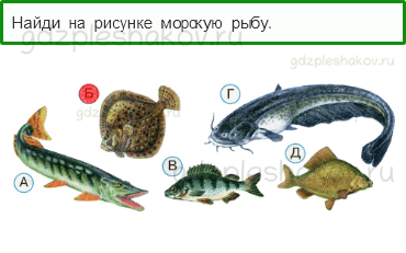 Тесты – Что и кто? (стр. 14) – Кто такие рыбы? – 35 - 0