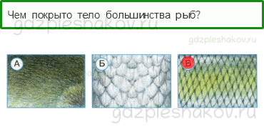 Тесты – Что и кто? (стр. 14) – Кто такие рыбы? – 34 - 0