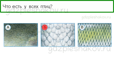 Тесты – Что и кто? (стр. 15) – Кто такие птицы? – 38 - 0