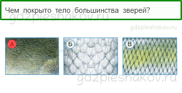 Тесты – Что и кто? (стр. 16) – Кто такие звери? – 42 - 0