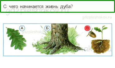 Тесты – Как, откуда и куда? (стр. 27) – Как живут растения? – 73 - 0