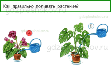 Тесты – Как, откуда и куда? (стр. 27) – Как живут растения? – 75 - 0