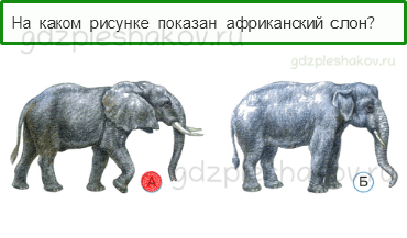 Тесты – Где и когда? (стр. 36) – Где живут слоны? – 100 - 0