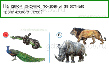 Тесты – Где и когда? (стр. 36) – Где живут слоны? – 102 - 0