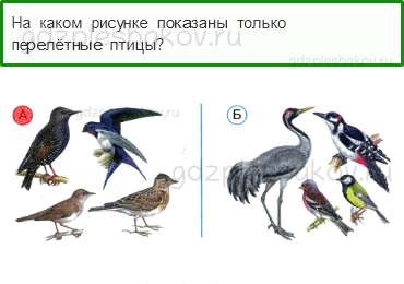 Конспект урока по окружающему миру «Кто такие птицы» в 1 классе