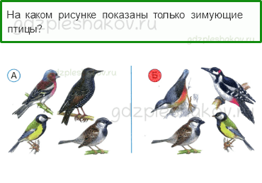 Тесты – Где и когда? (стр. 37) – Где зимуют птицы? – 104 - 0