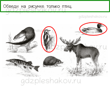 Проверочные работы – Что и кто? (стр. 8) – Вариант 2 – 4 - 0