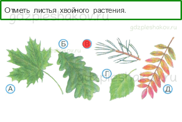 Тесты – Природа (стр. 20) – Какие бывают растения? – 46 - 0