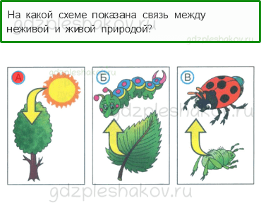 Тесты – Природа (стр. 23) – Невидимые нити – 53 - 0