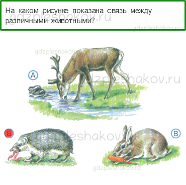 Тесты – Природа (стр. 24) – Невидимые нити – 55 - 0