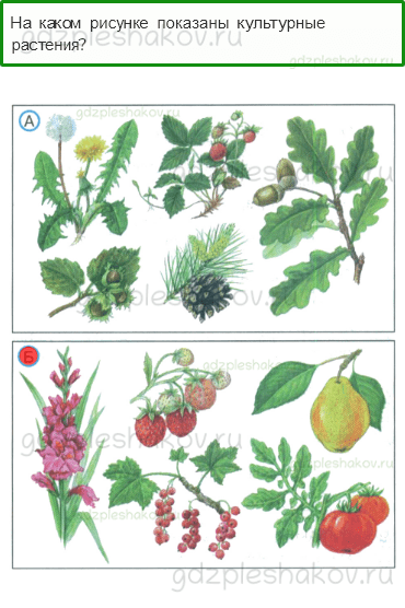 Тесты – Природа (стр. 26) – Дикорастущие и культурные растения – 60 - 0
